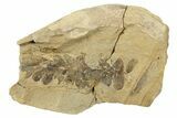 Fern (Pecopteris) Fossil - Mazon Creek #262573-1